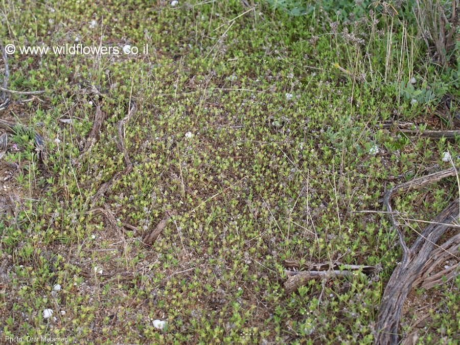 Plantago sarcophylla